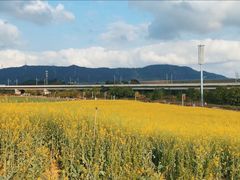 -光明小镇欢乐田园