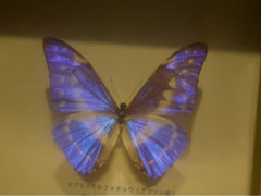 iphone_upload_pic-上海大自然野生昆虫馆