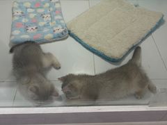 -1013 PET SHOP精品宠物商店(丁香店)