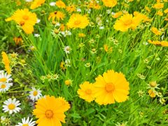 -国际非物质文化遗产博览园