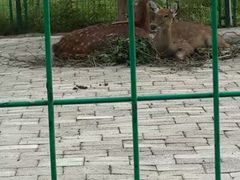 -中国扬子鳄村