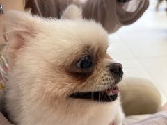 -怪兽屋·羊驼·猫咖·狗咖(俊华广场店)