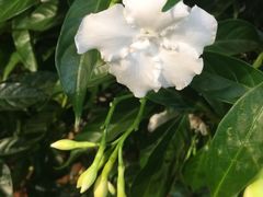 -双季花艺园艺市场(浦东店)