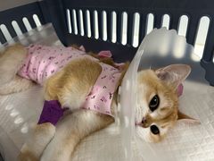 -纳吉亚猫专科动物诊疗中心(蒋宅口分院)