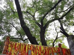 -大槐树寻根祭祖园