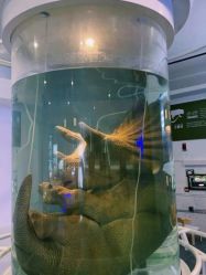 -恐龙探索乐园(磁器口店)