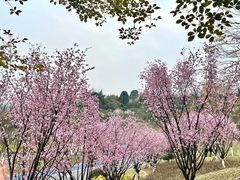 -南山植物园