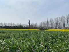 -上海长兴岛郊野公园