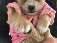 -荣耀金沙动物医院(清江西路店)