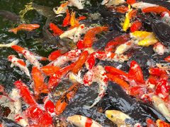 -新世纪大酒楼·30年南海菜