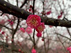 -香雪海