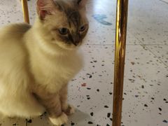 -喵喵咪呀布偶猫咖(春熙路店)