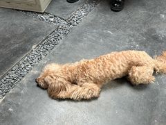 -坊间咖啡馆(贝岗店)