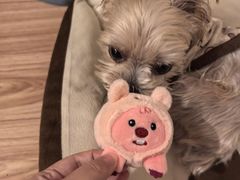 -瑞派福兴宠物医院犬猫全科·骨科·中西医结合(河东店)