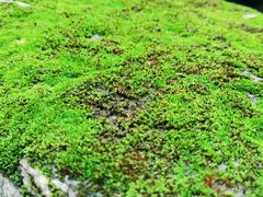 -碓臼峪自然风景区