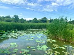 -翠湖国家城市湿地公园
