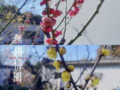 -无锡梅园公园