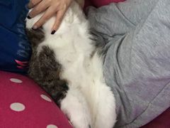 -彩虹桥宠物火化殡葬善终服务(金乐大厦店)