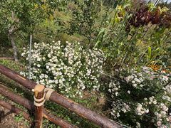 -泸沽湖国家级风景名胜区走婚桥