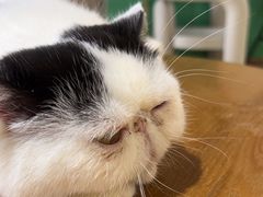 -藏猫猫咖啡主题馆(中央大道店)