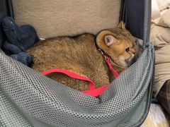-柚子猫舍·精品猫舍购猫·猫咪认养·购宠·宠物店