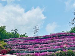 -深圳仙湖植物园