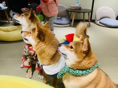 -逗柴咖啡屋·狗咖猫咖宠物桌游
