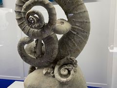 -贝壳王国博物馆