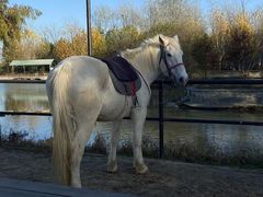 -合肥滨湖国家森林公园