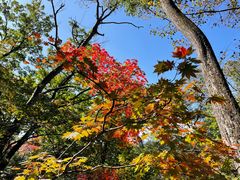 -天女山森林公园