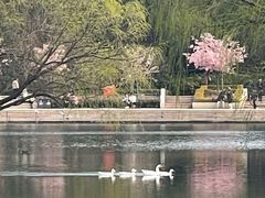 -新江湾城公园