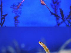 -上海海洋水族馆