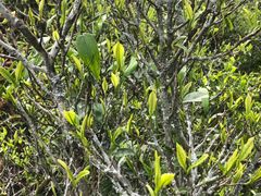 -文雅轩茶叶(锦和越界田林坊店)