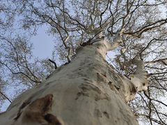 -武汉大学-樱园