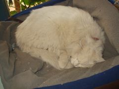 -Babycat私家御饼屋(龙头路一店)