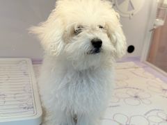 -翊宠yipet猫狗购宠庄园犬舍•猫舍