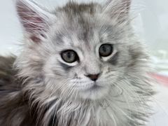 -青奢宠物·青奢猫舍