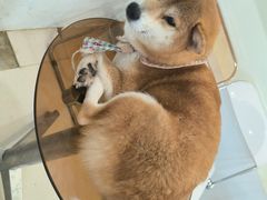 -共舞时光猫咖·狗咖(新街口店)