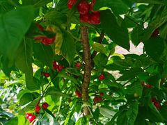 -樱桃山旅游景区