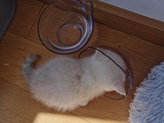 -糯米喵星人总部直营旗舰店·猫舍·幼猫出售