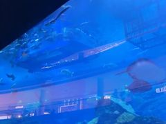 -迪拜水族馆及水下动物园
