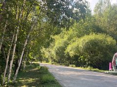 -五营红松林海景区