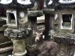 -奈良公园