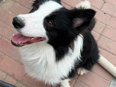 -趣玩宠物乐园寄养训犬训狗游泳池