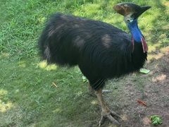 -西霞口神雕山野生动物世界