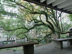 -香港大学