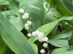 -国家植物园