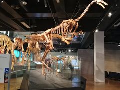 -墨尔本博物馆(Melbourne Museum)
