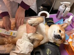-宠爱国际动物医院·消化内科·心肾内科·ISFM猫友好(望京店)