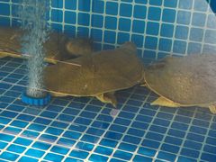 -涿派·炝锅鱼(涿州店)